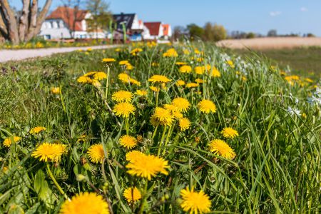 ahrenshoop fruehling