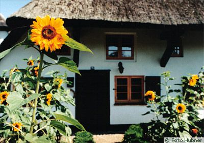 reedgedecktes haus2 reedgedecktes haus2